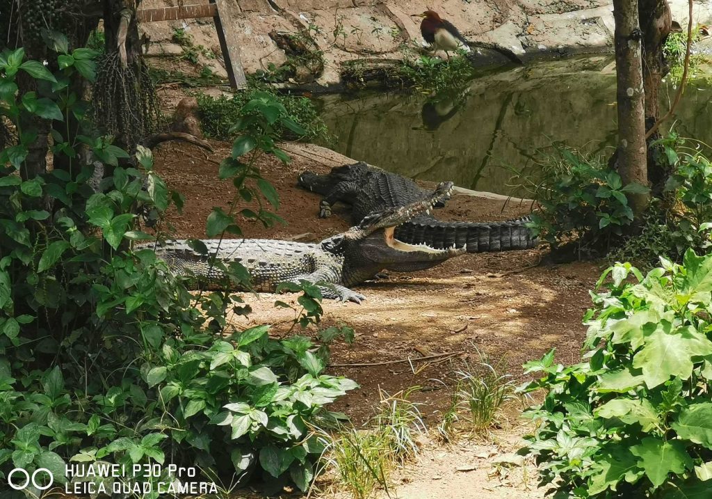 深圳野生动物园-第4张图片